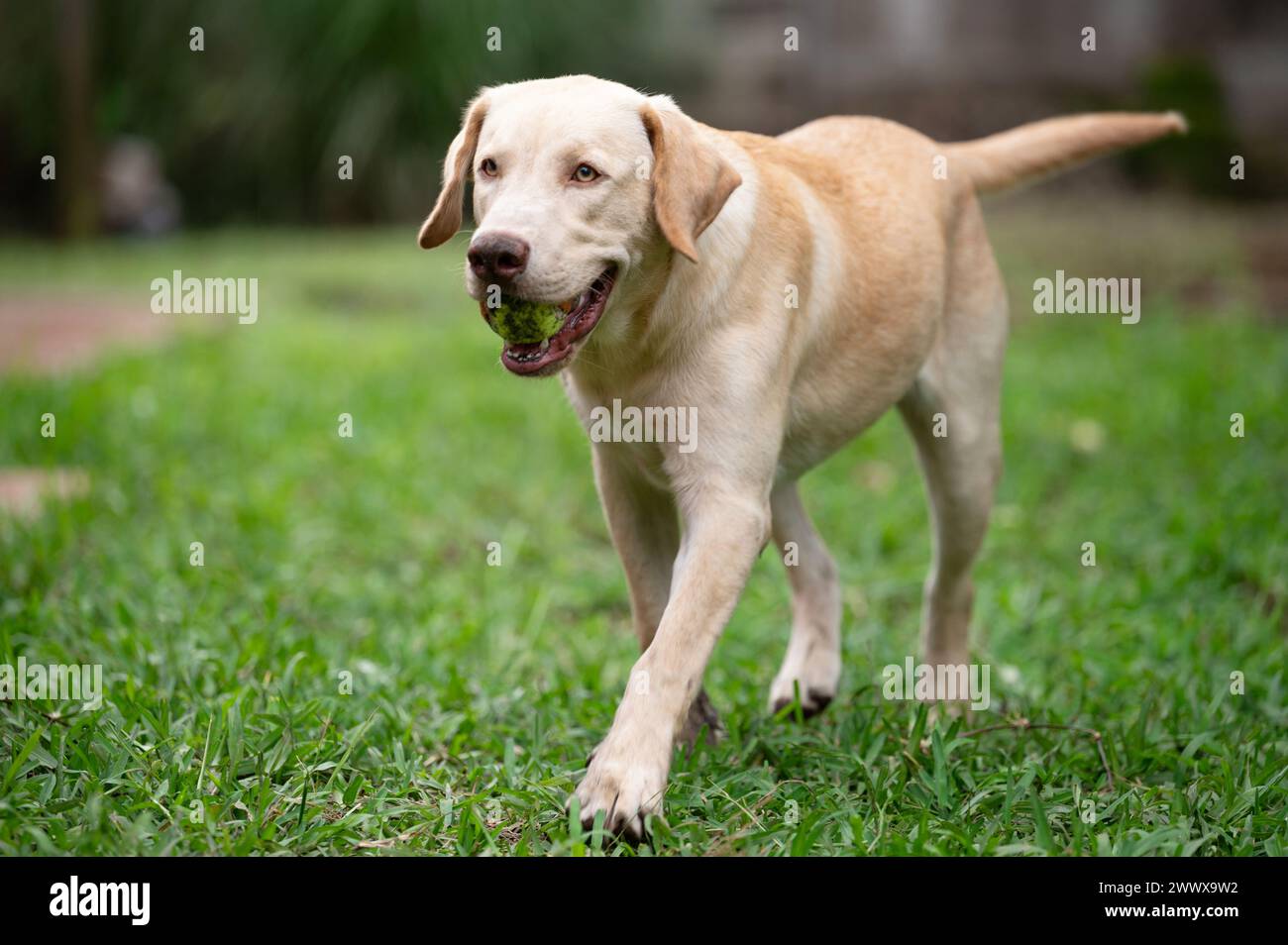 Portrait of labrador brown dog with tennis ball in mouth Stock Photo