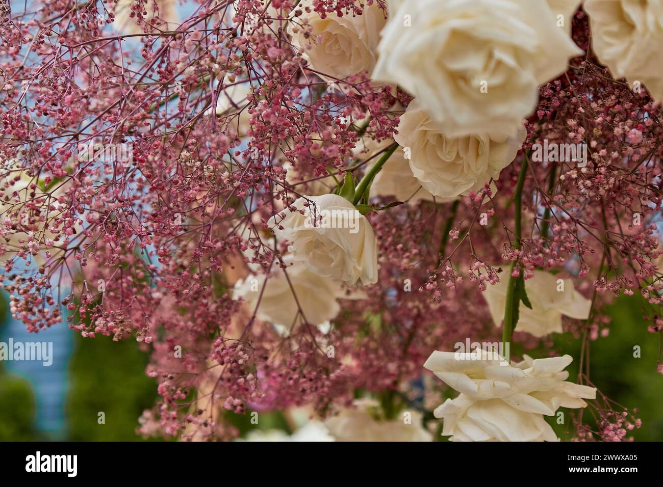 Delicate pink gypsophila and white roses against a soft-focus background.Themes of love and delicate beauty Stock Photo