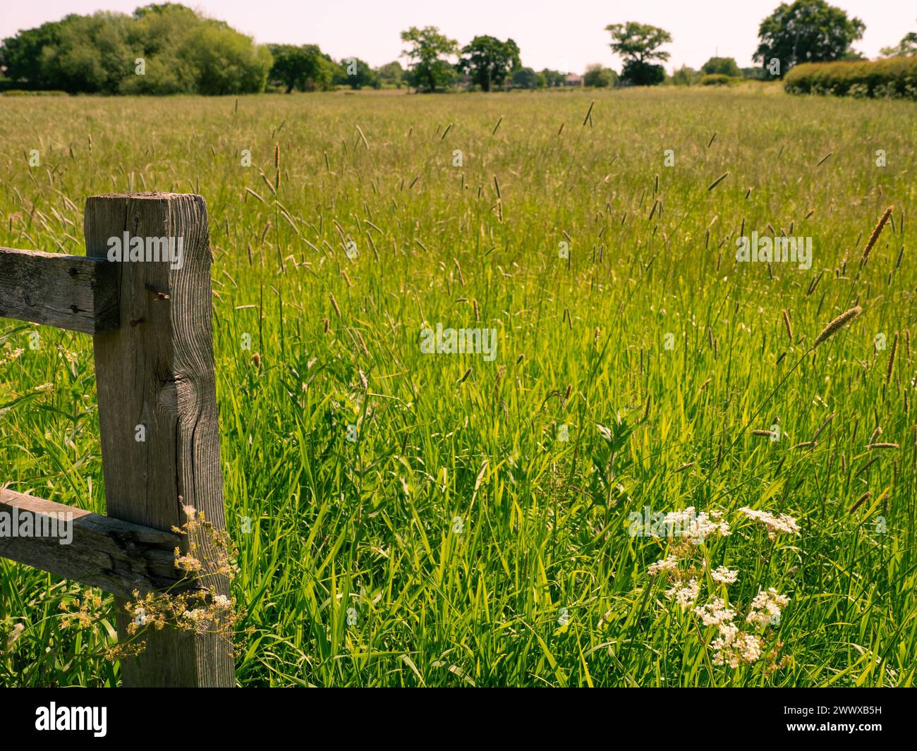 Fence post flowers hi-res stock photography and images - Alamy