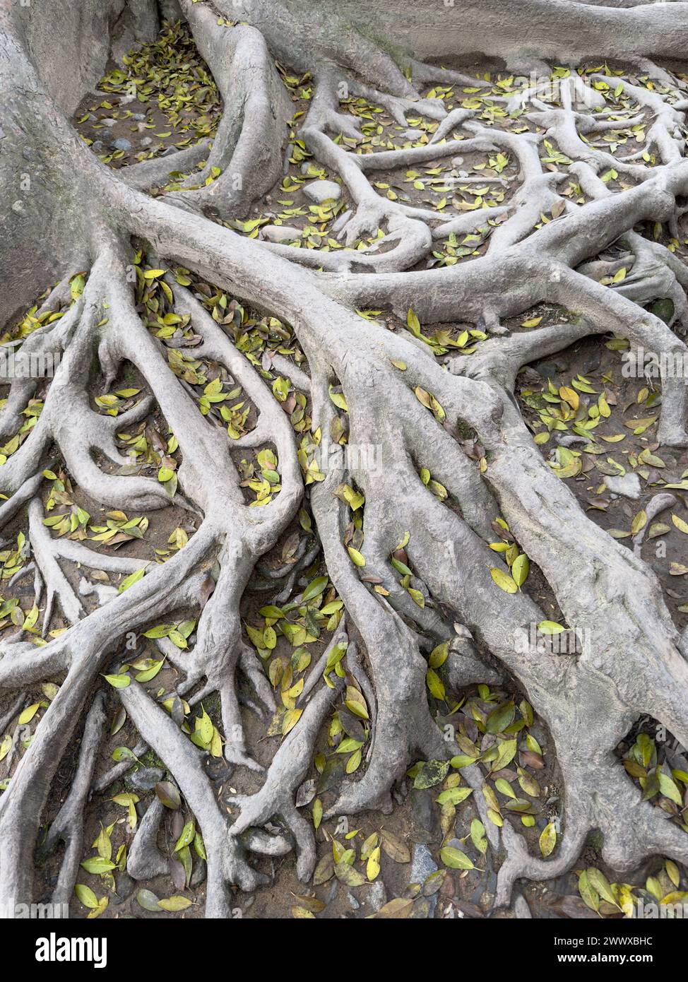 Colonial Roots Tree Roots of tree at a garden in Xiamen China Stock Photo - Alamy