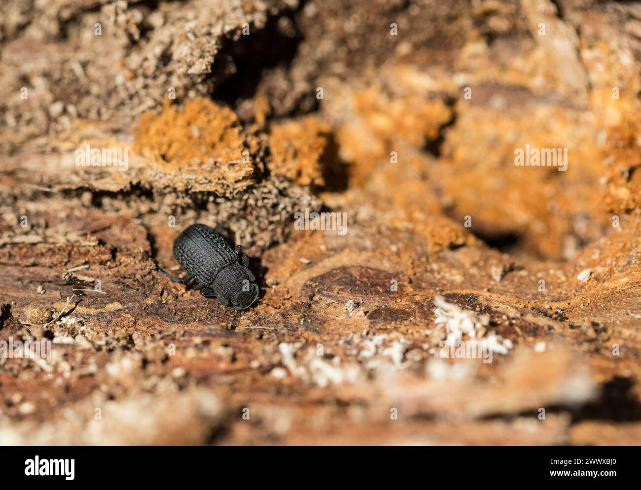 Darkling beetle (Bolitophagus reticulatus) Stock Photo