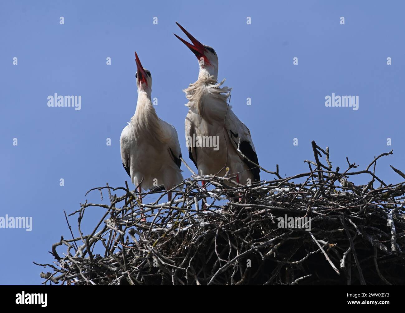 Medlov, Czech Republic. 26th Mar, 2024. Pair of White storks (Ciconia ciconia) are seen on a nest in Medlov village, Olomouc region, Czech Republic, March 26, 2024. Credit: Ludek Perina/CTK Photo/Alamy Live News Stock Photo