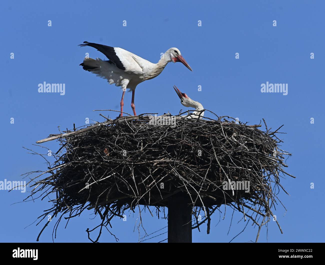Usov, Czech Republic. 26th Mar, 2024. Pair of White storks (Ciconia ciconia) are seen on a nest in Usov village, Olomouc region, Czech Republic, March 26, 2024. Credit: Ludek Perina/CTK Photo/Alamy Live News Stock Photo