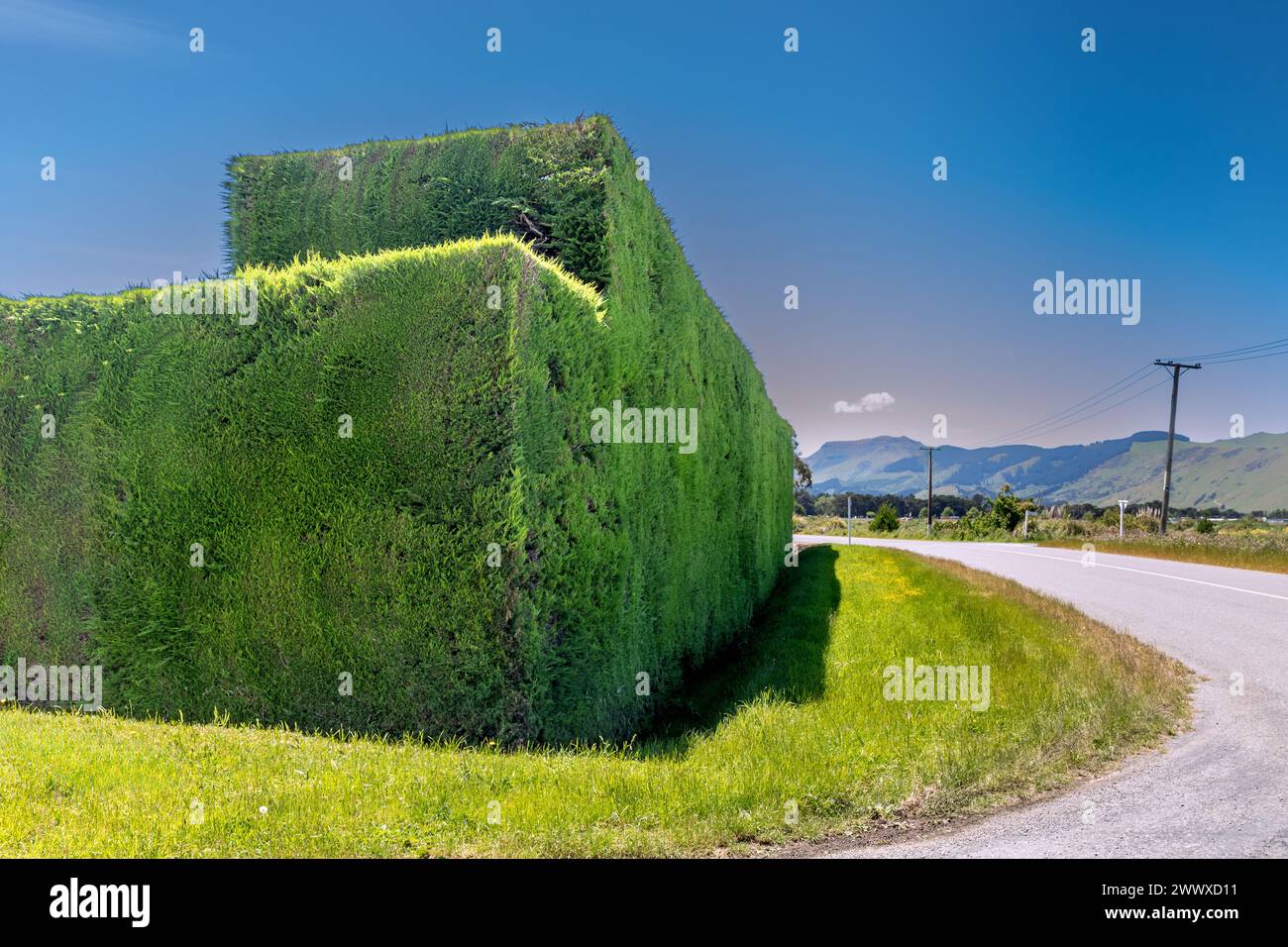 Huge, manicured hedgerows are a remarkable and defining feature of rural Canterbury district on the South Island of New Zealand. Stock Photo