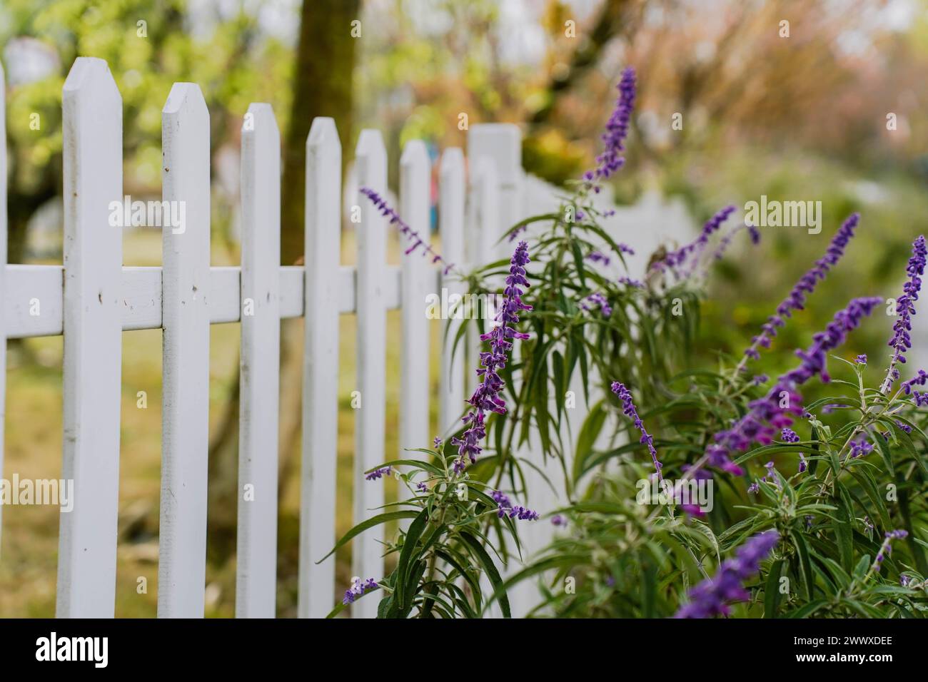 Purple Salvia divinorum in bloom among other plants in a garden framed by a picket fence. Springtime. Stock Photo