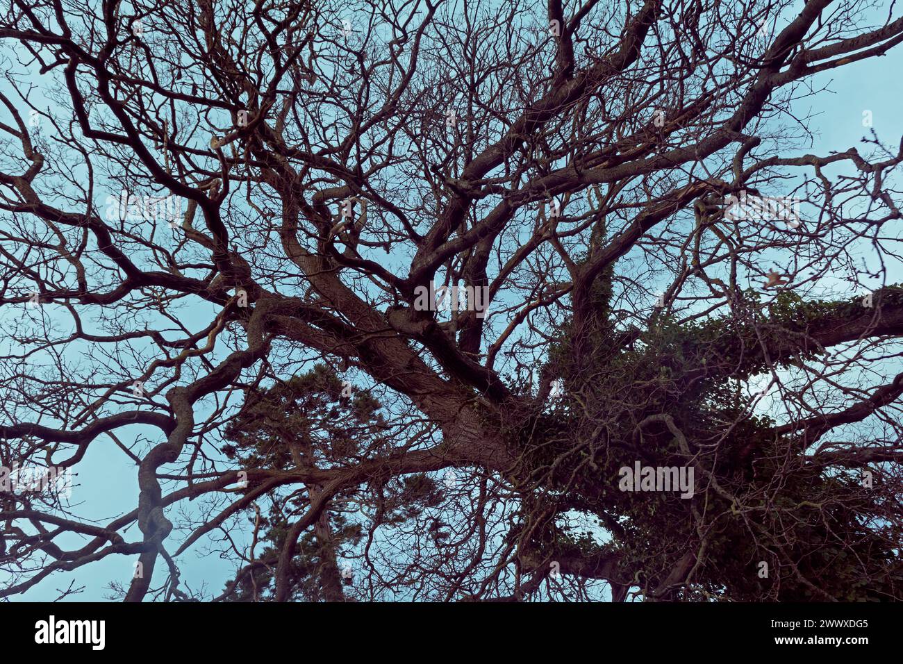 Winter oak tree, looking up against blue sky Stock Photo