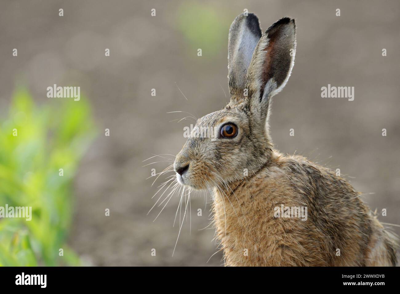 RECORD DATE NOT STATED Portrait... Feldhase  Lepus europaeus , detaillierte Nahaufnahme vom Hasen durch intensive Landwirtschaft zunehmend bedrohte, gefährdete, allgemein bekannte heimische Tierart, Niederwild *** Close up of Brown Hare  Lepus europaeus  in nice backlight sitting on a corn field, wildife, Europe. Nordrhein-Westfalen Deutschland, Westeuropa Stock Photo