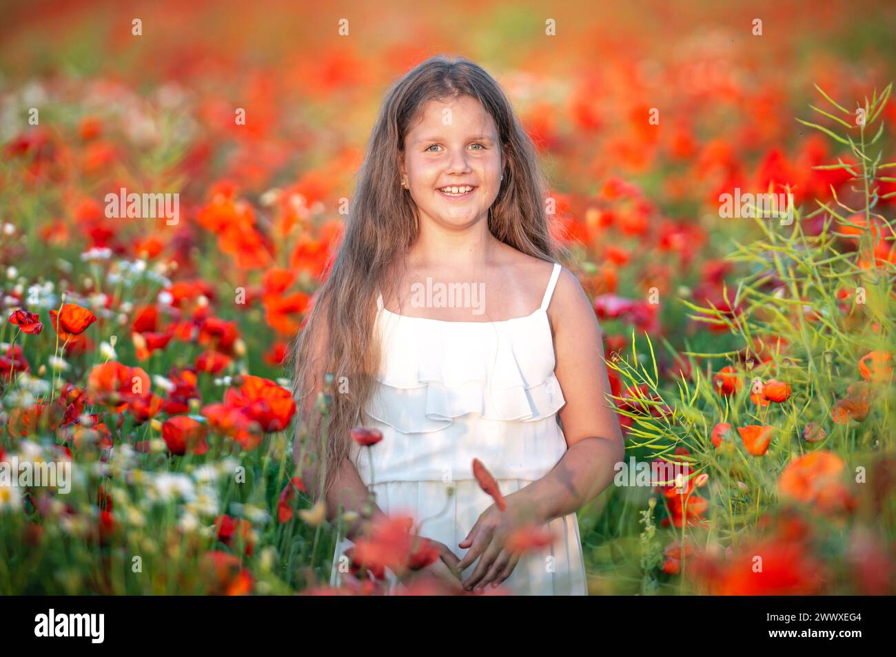 pretty little girl wearing white dress in summer blooming poppy field ...