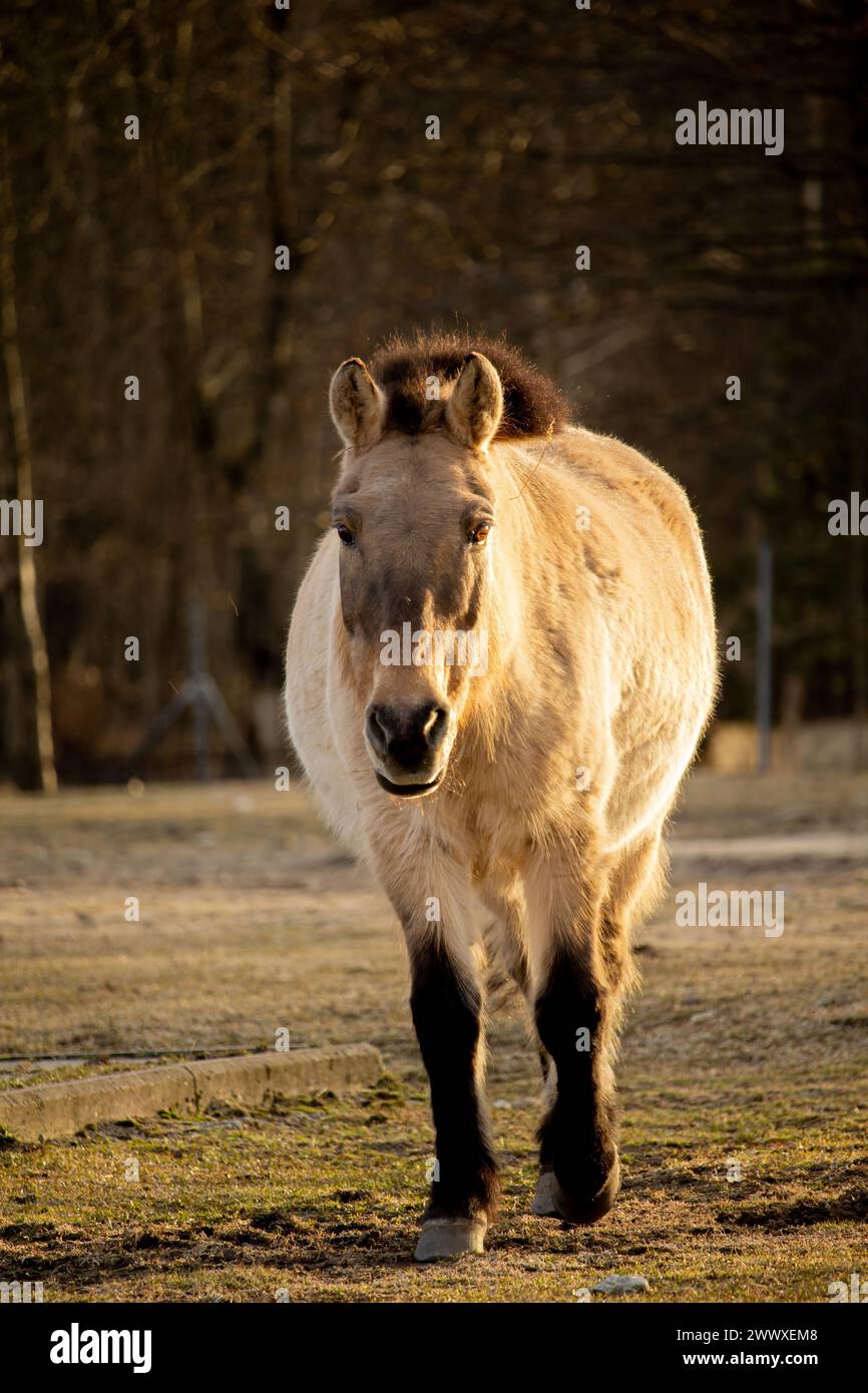 Przewalski's or Dzungarian horse, is a rare and endangered subspecies of wild horse. Also know as Asian wild horse and Mongolian wild horse. Head clos Stock Photo