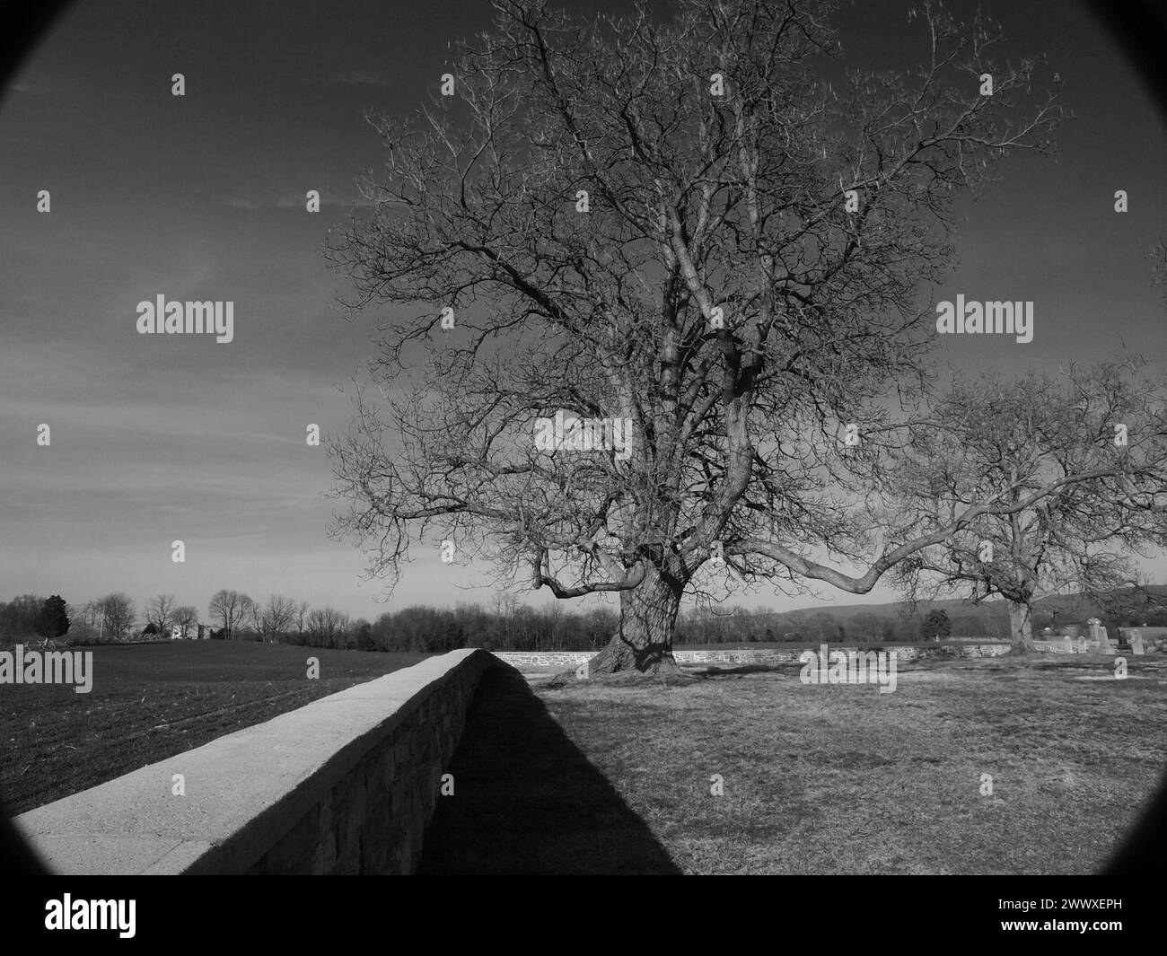 Lone oak tree standing over field hires stock photography and images