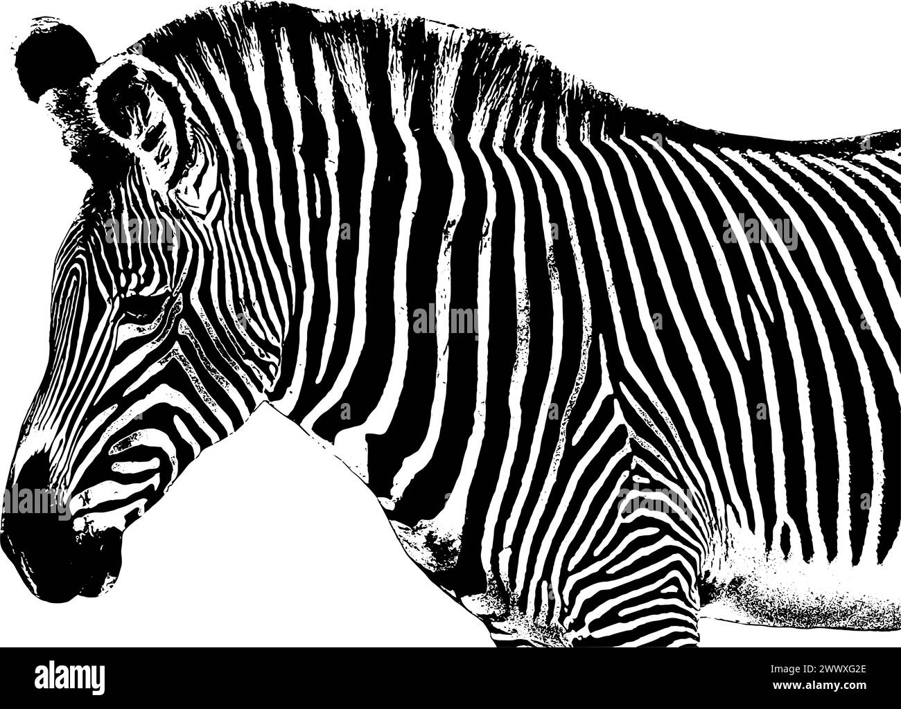 Zebra sketch, standing, profile view, close up Stock Vector