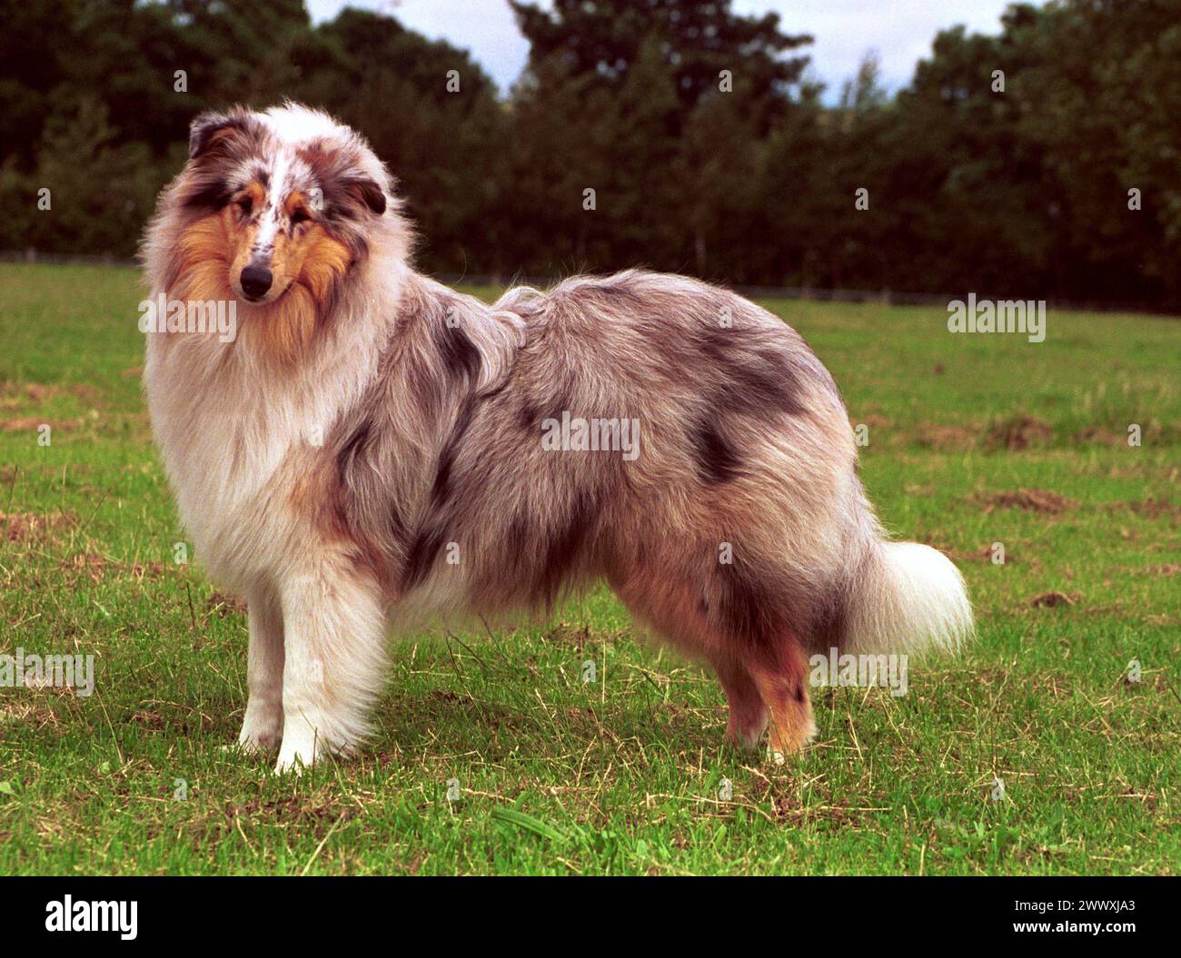 Alert Rough Collie Dog Blue Merle Stood in Field Stock Photo