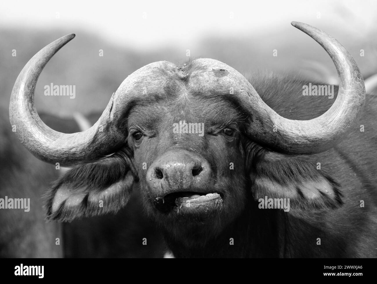 Buffalo in black and white Stock Photo - Alamy