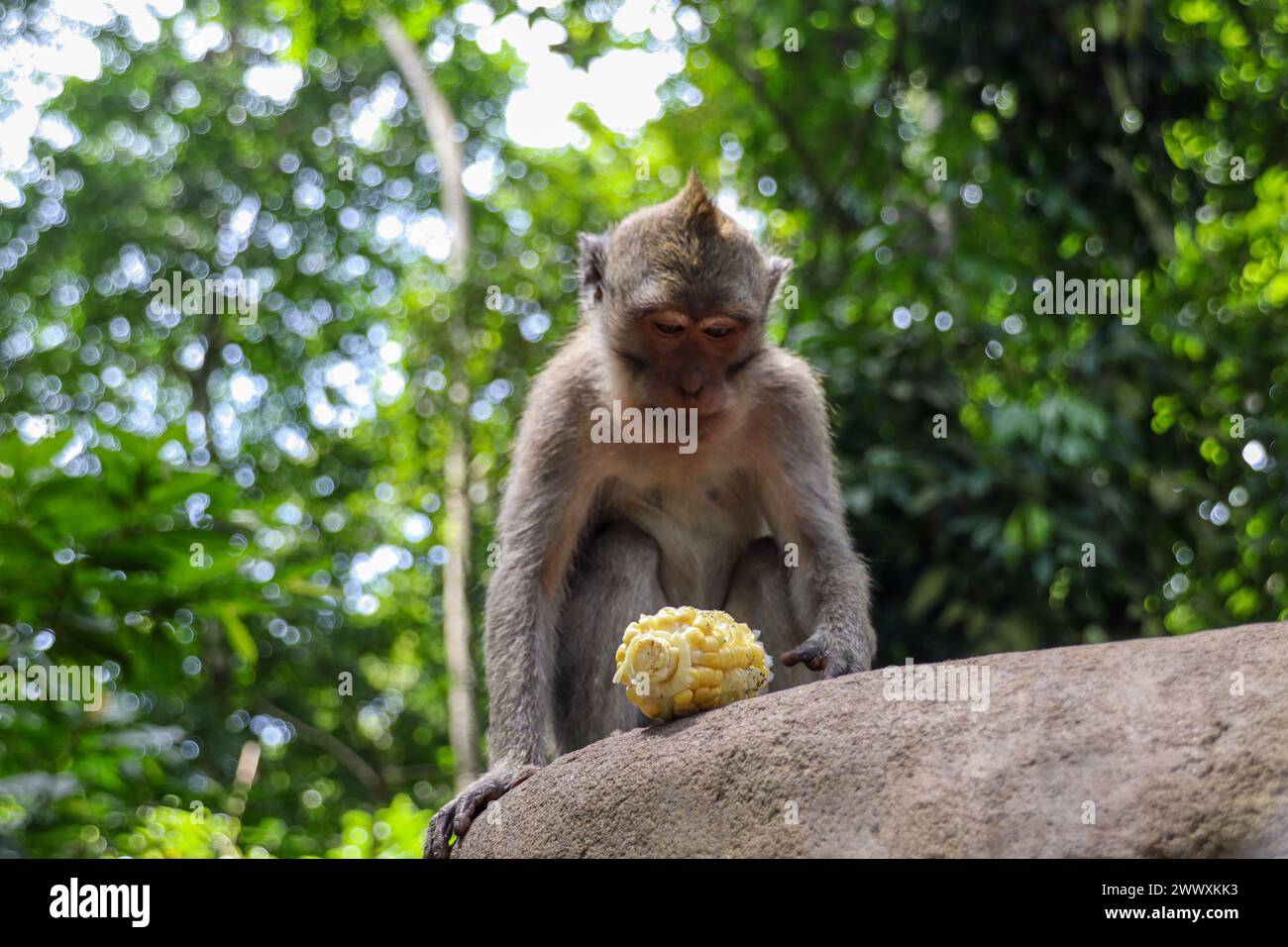 Discover the beauty of Indonesia's landscapes Stock Photo - Alamy