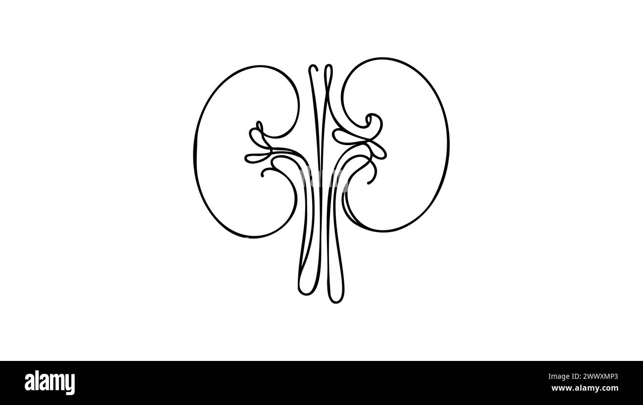 gabapentin on kidneys