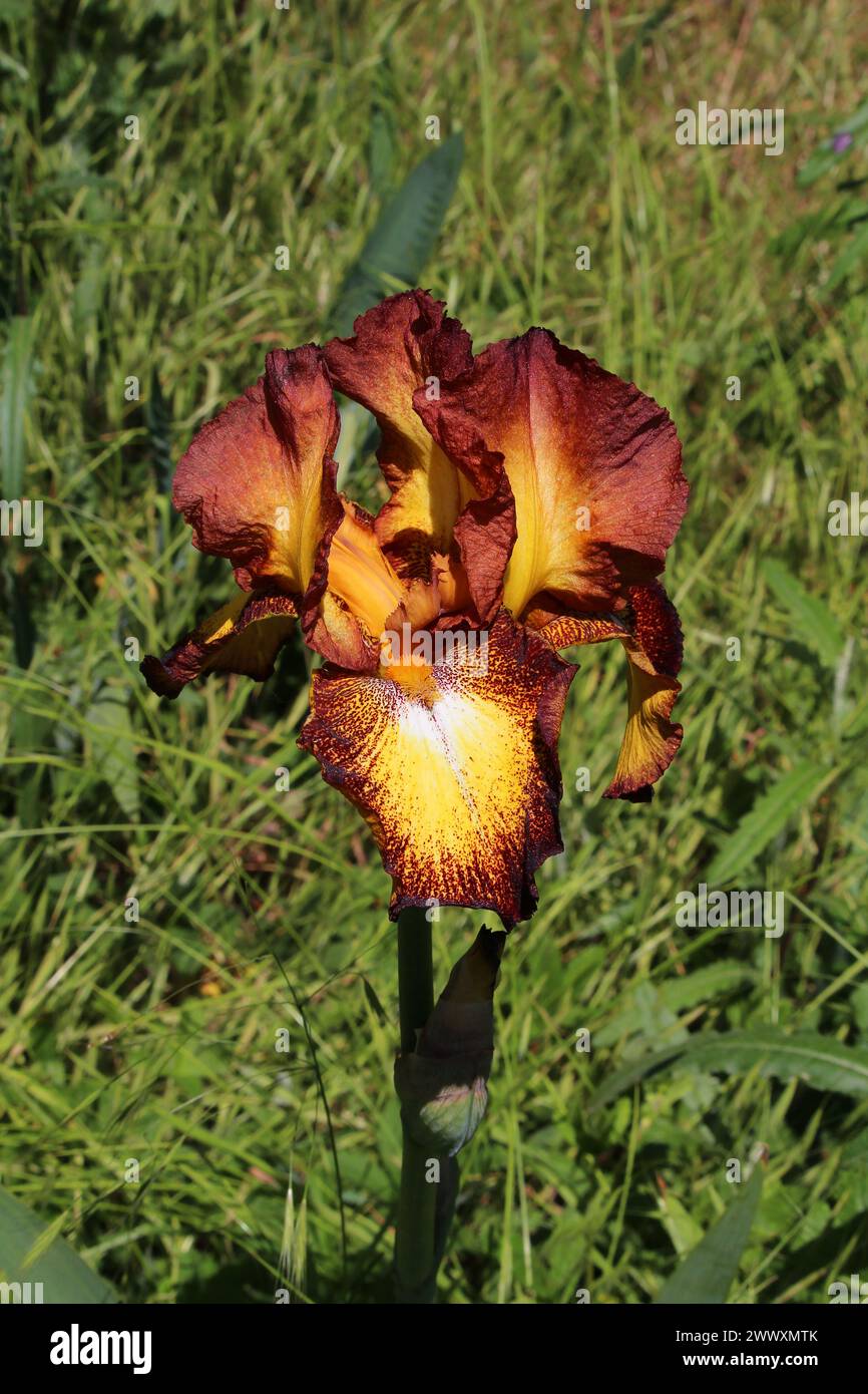 Iris hybrid (Iris barbata) in dark red and yellow colors against green meadow background (Kaiserstuhl, Germany) Stock Photo