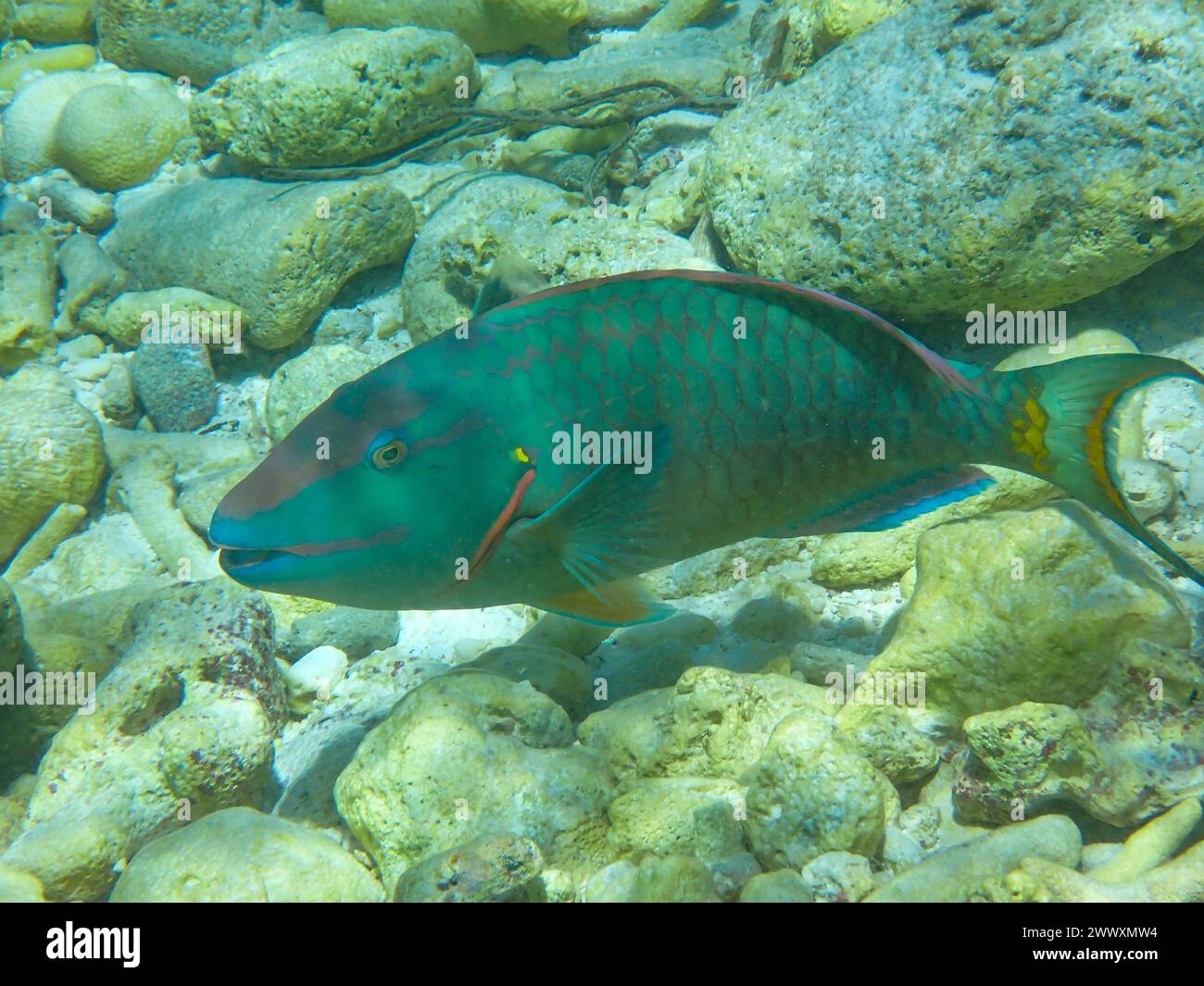 Close-up underwaterphoto of a  Stoplight parrotfish (Sparisoma viride) in the Caribbean Sea, Bonaire, Caribbean Netherlands Stock Photo