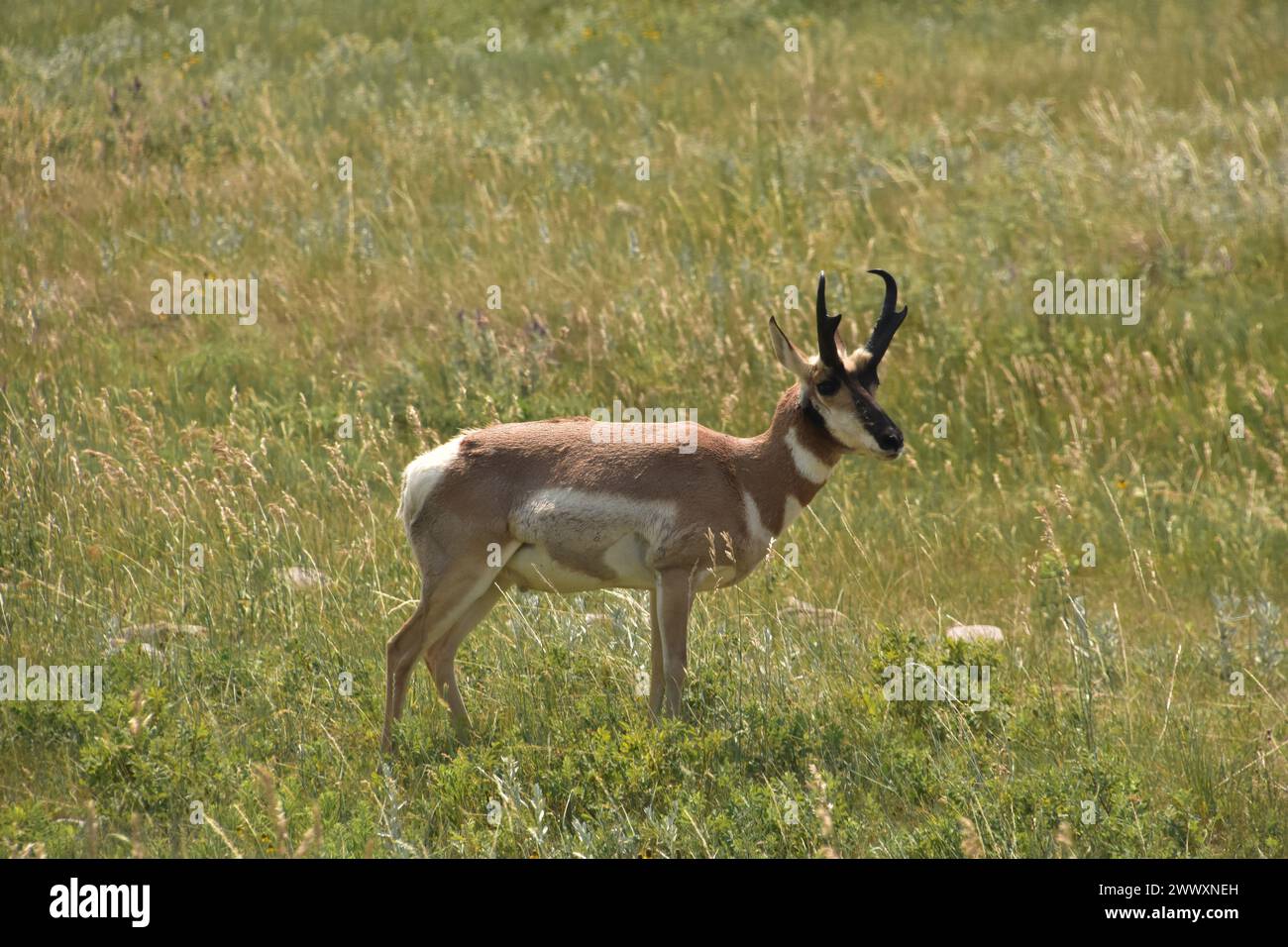 Beautiful side profile of a peninsular pronghorn antelope in a field