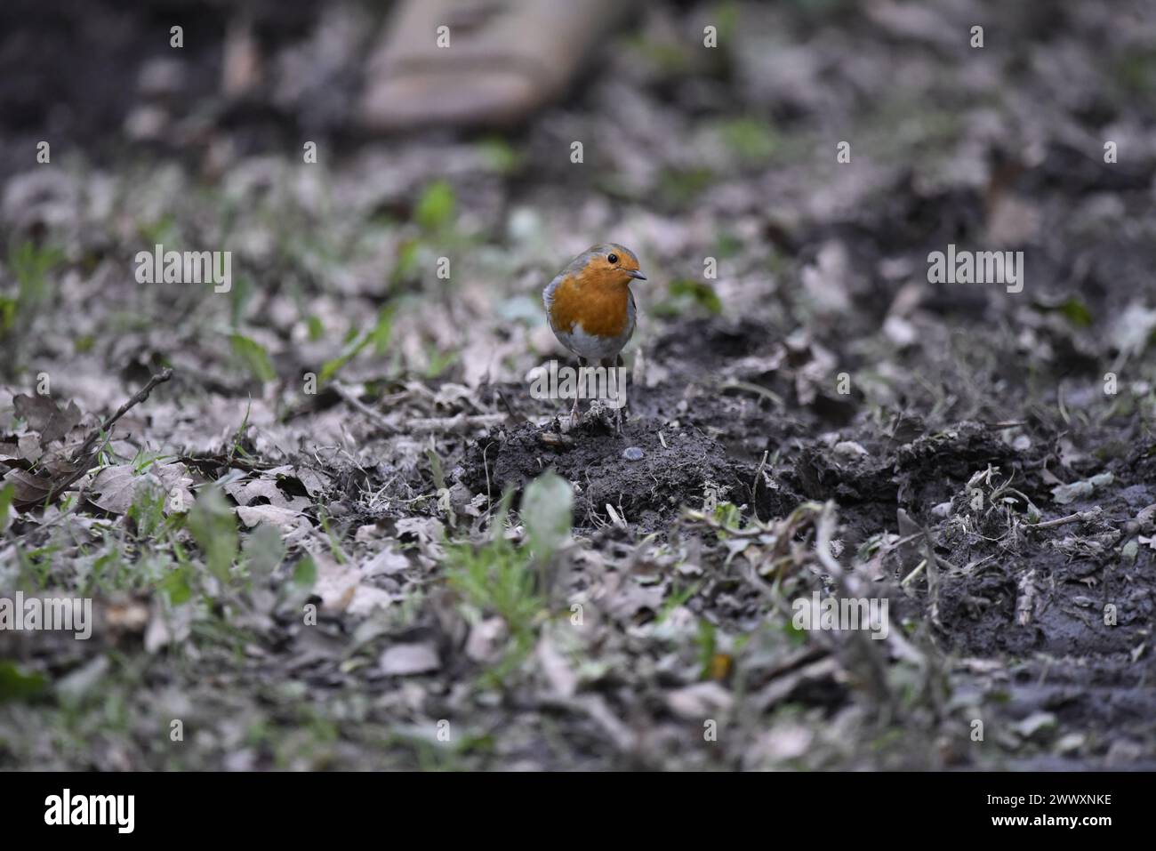 European Robin (Erithacus rubecula) Standing on Woodland Floor, Facing Camera with Head Tilted, taken in Spring in mid-Wales Woodland Stock Photo