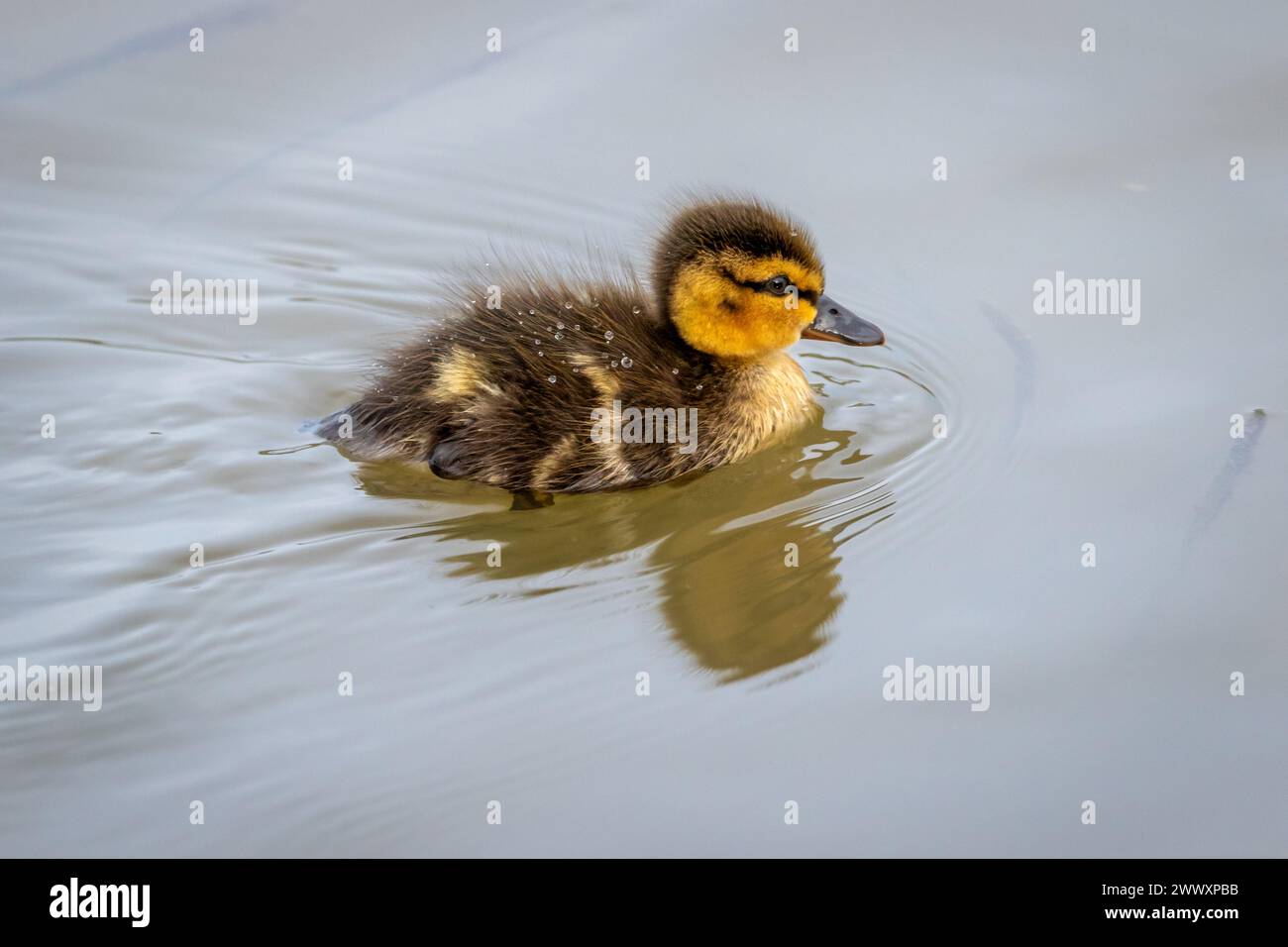 A Mallard (Anas platyrhynchos)  duckling making first swim. Stock Photo