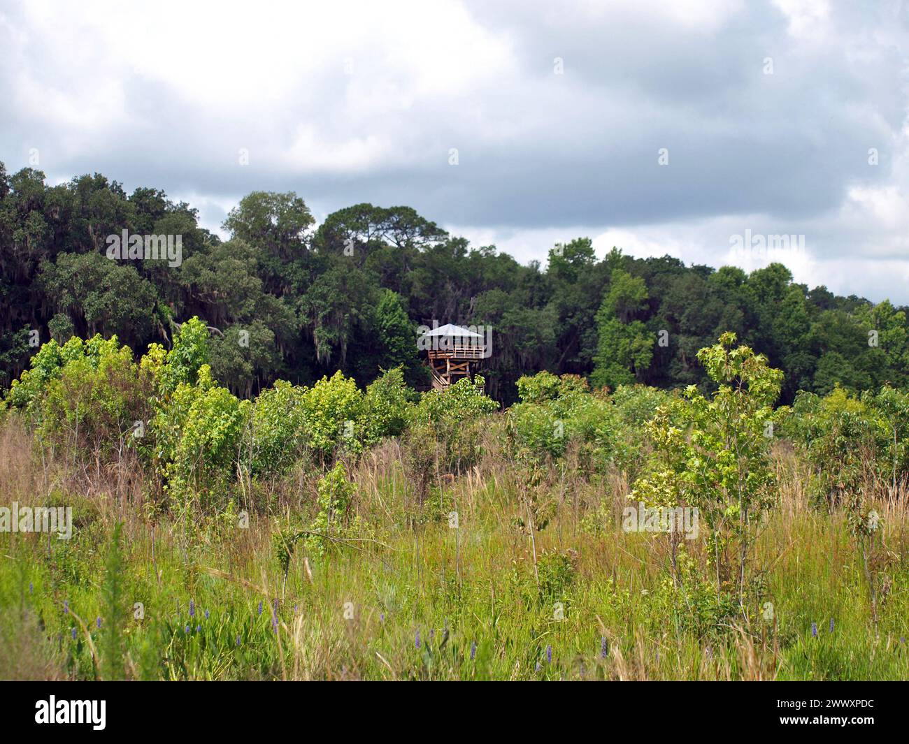 Observation towers of Paynes Prairie Preserve State Park in Northern Florida. Stock Photo