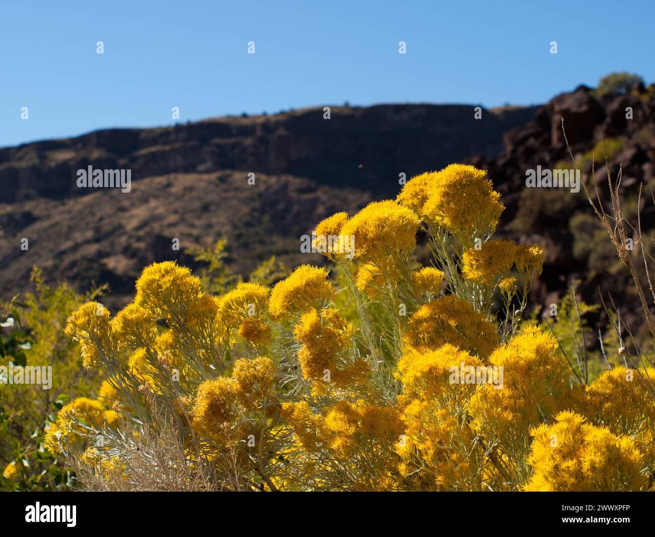 Rubber rabbitbrush (Ericameria nauseosa) in the Rio Grande Gorge Canyon ...