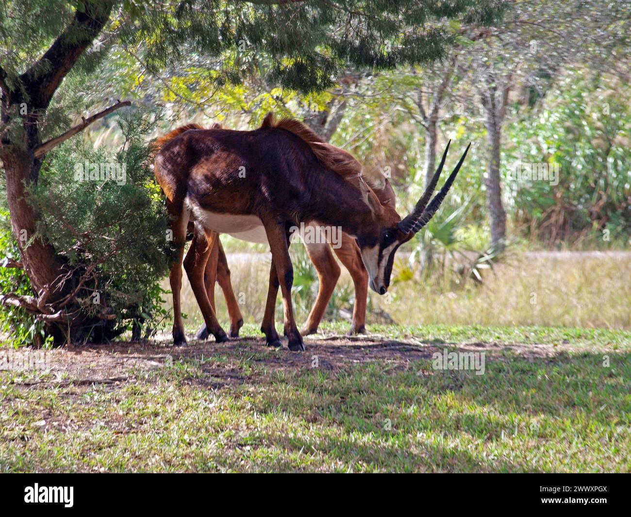 Sable antelope (Hippotragus niger). It's native from southern and eastern Africa. Stock Photo