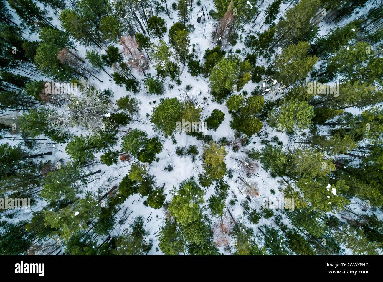 Aerial view snowy pine forest hi-res stock photography and images - Alamy