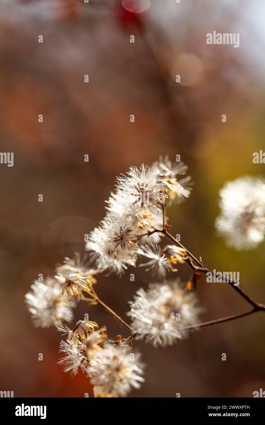 Close up white little ironweed, vernonia cinerea flower Stock Photo