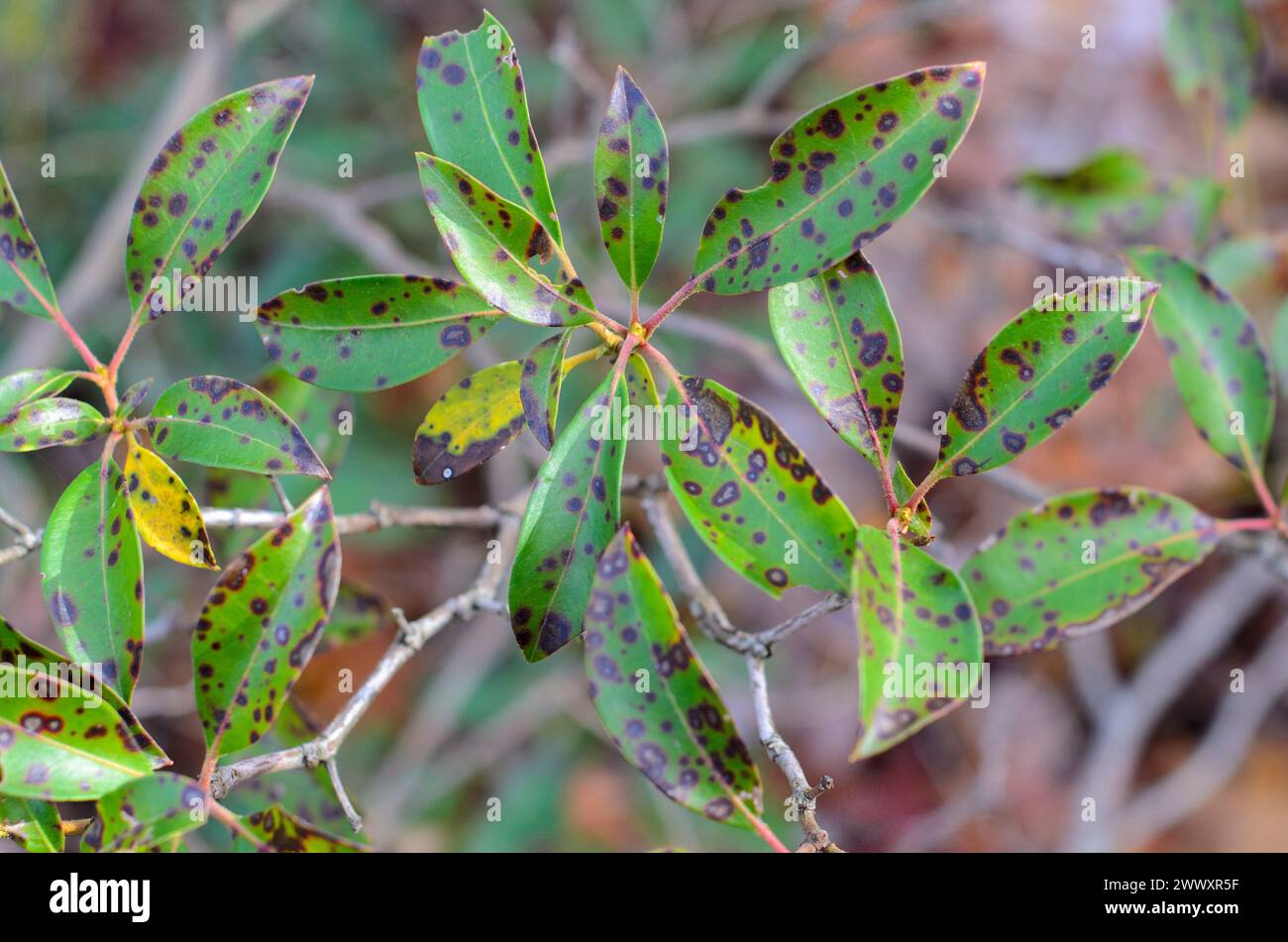 Damaged leaf with Leaf spot disease. Mountain laurel, leaf spots, caused by Phyllosticta Kalmicola. Stock Photo