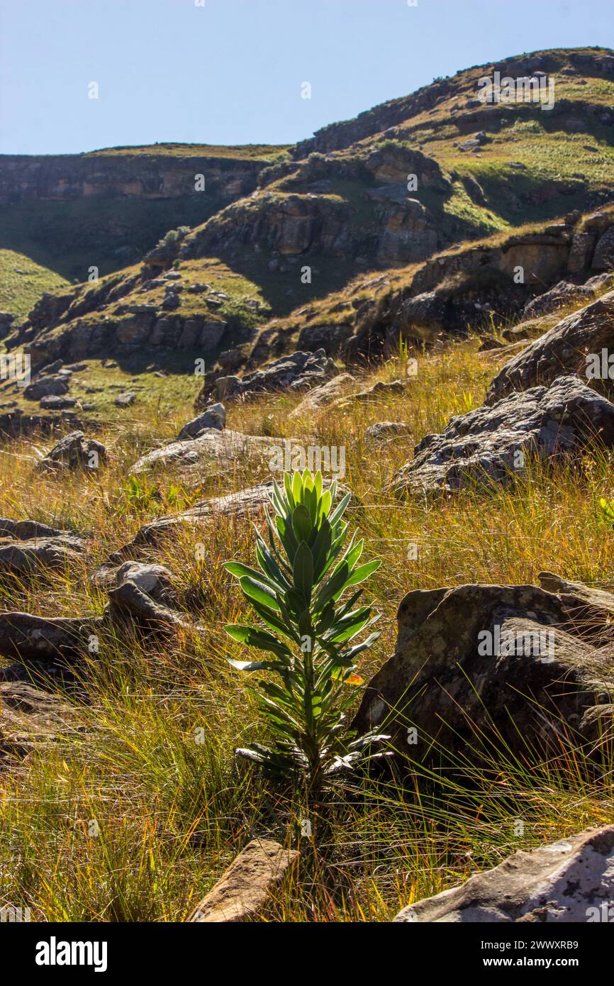 A common sugarbush sapling, (Caffra Protea) growing among the grasses and boulder strewn  landscape of the Drakensberg mountains of South Africa Stock Photo