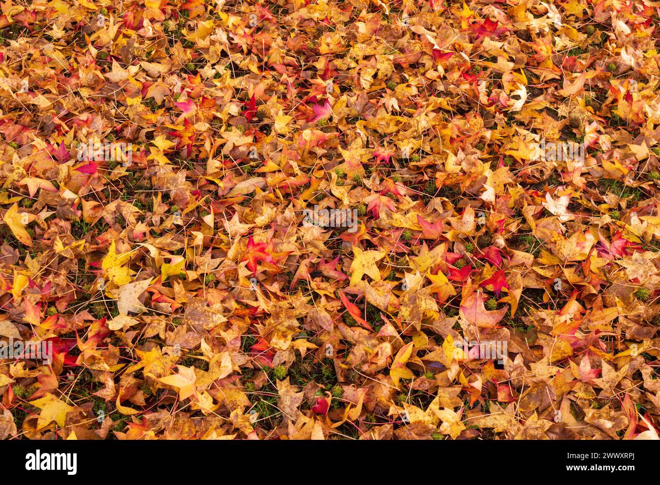 Colourful leaves on ground hi-res stock photography and images - Alamy