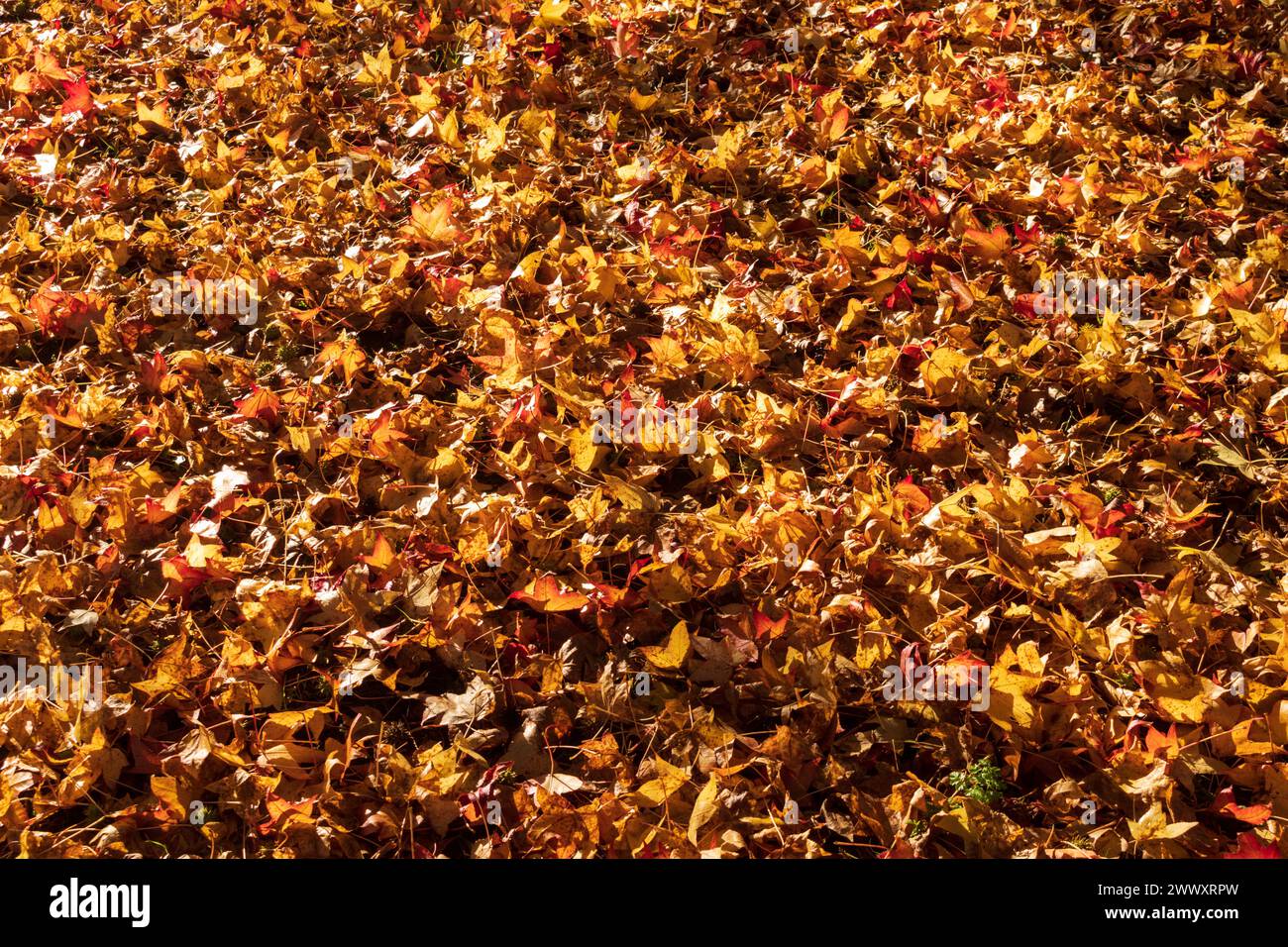 Autumn leaves lying on ground Stock Photo - Alamy