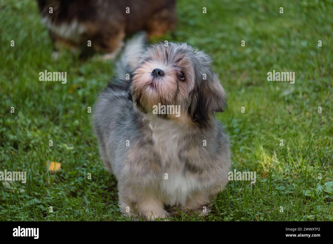 A fluffy grey puppy with soulful eyes looks up, ideal for themes of animal care, nurturing pet products, and promoting compassionate adoption and welf Stock Photo