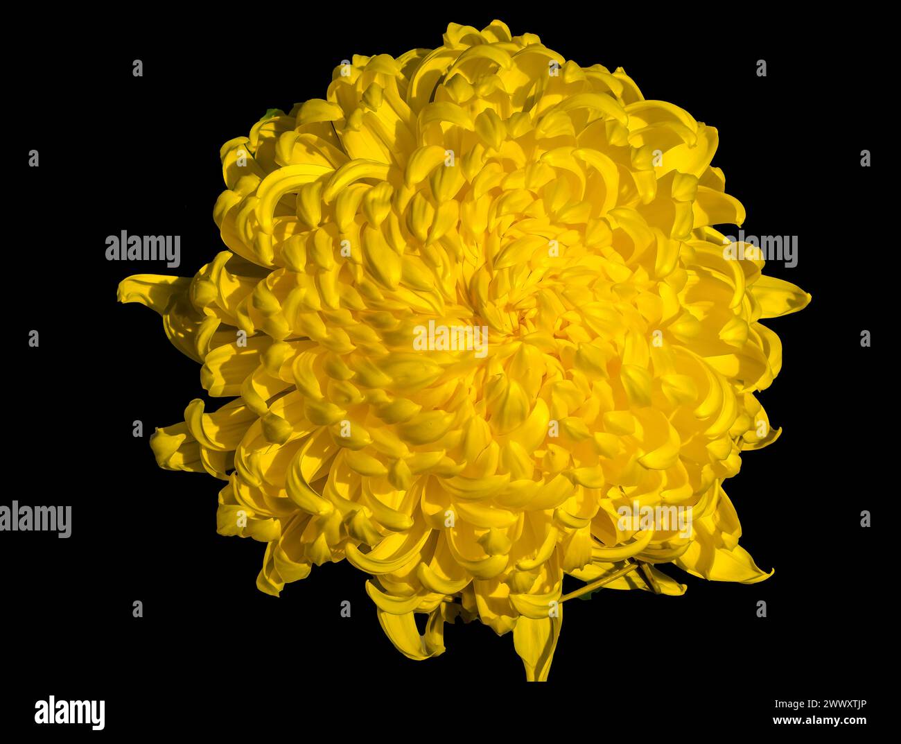 Yellow Giant Japanese Ball Chrysanthemum Flower Blossom Kyoto Japan