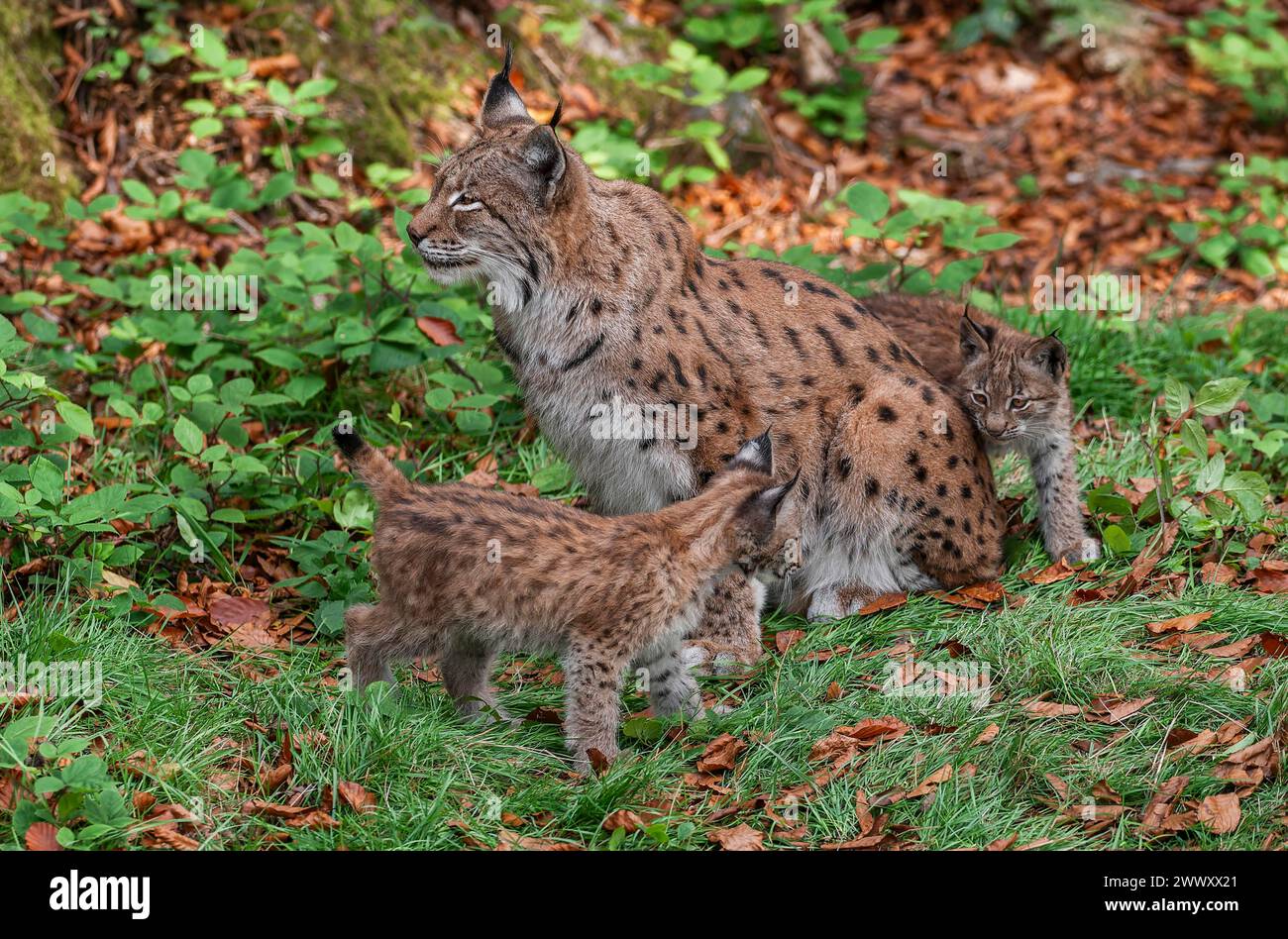 Eurasian lynx (Lynx lynx) female, mother and two cubs on the forest floor, captive, Germany Stock Photo