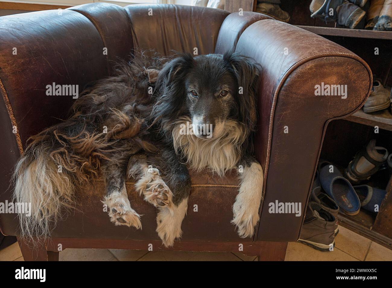 Old, tired Border Collie in his leather armchair, Mecklenburg-Vorpommern, Germany Stock Photo