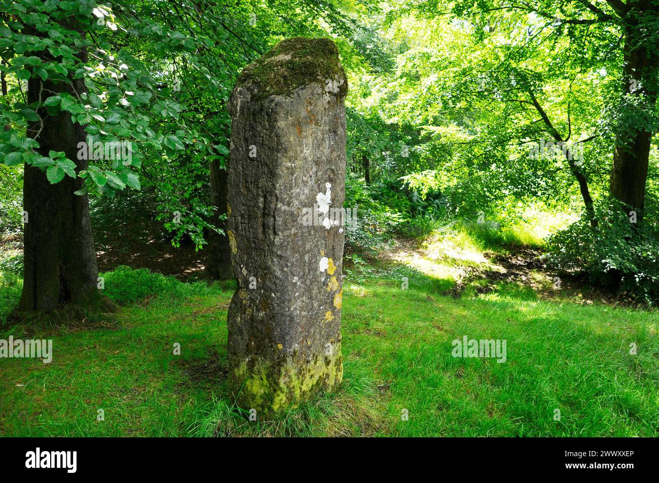 Single standing stone at the centre of a circular earth bank in Beacon Hill Wood on the Mendip Hills.The wodd is beside the  Roman road connecting the Stock Photo