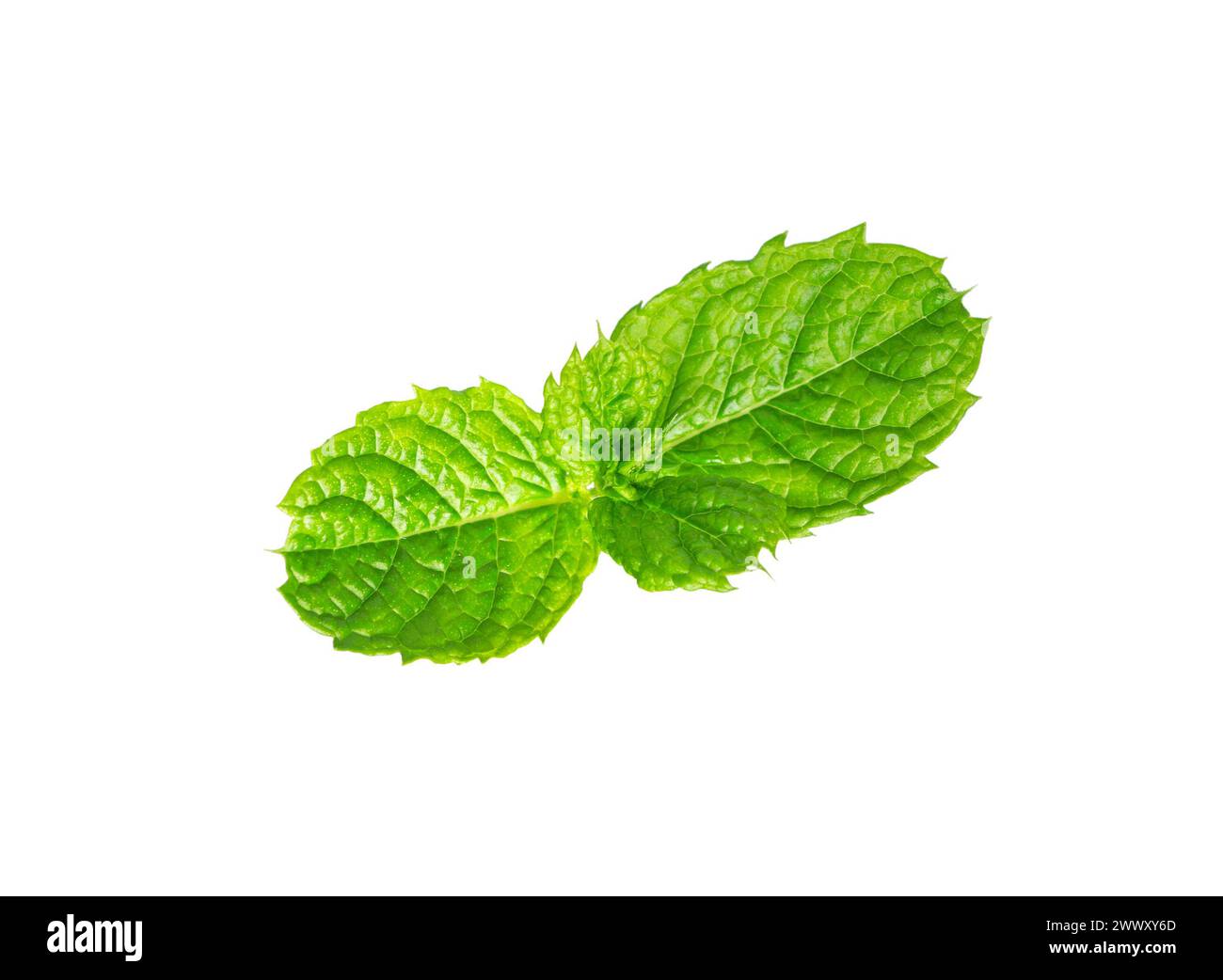 Mint leaf.. Fresh raw mint leaves isolated on white background Stock Photo