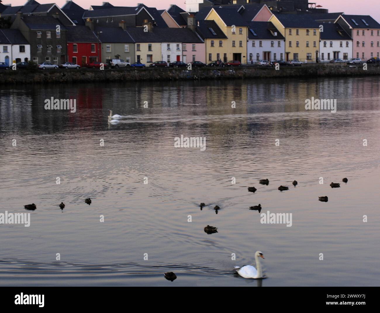 Swans and ducks on a calm body of water in front of colourful house facades at dusk Ireland Galway Stock Photo