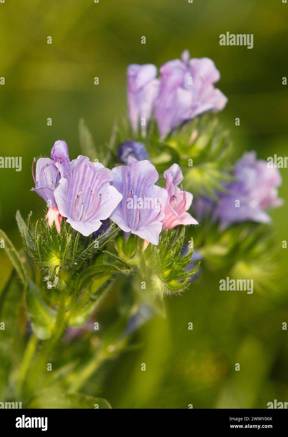 Common viper's bugloss (Echium vulgare), close-up of flowers from the front, North Rhine-Westphalia, Germany Stock Photo