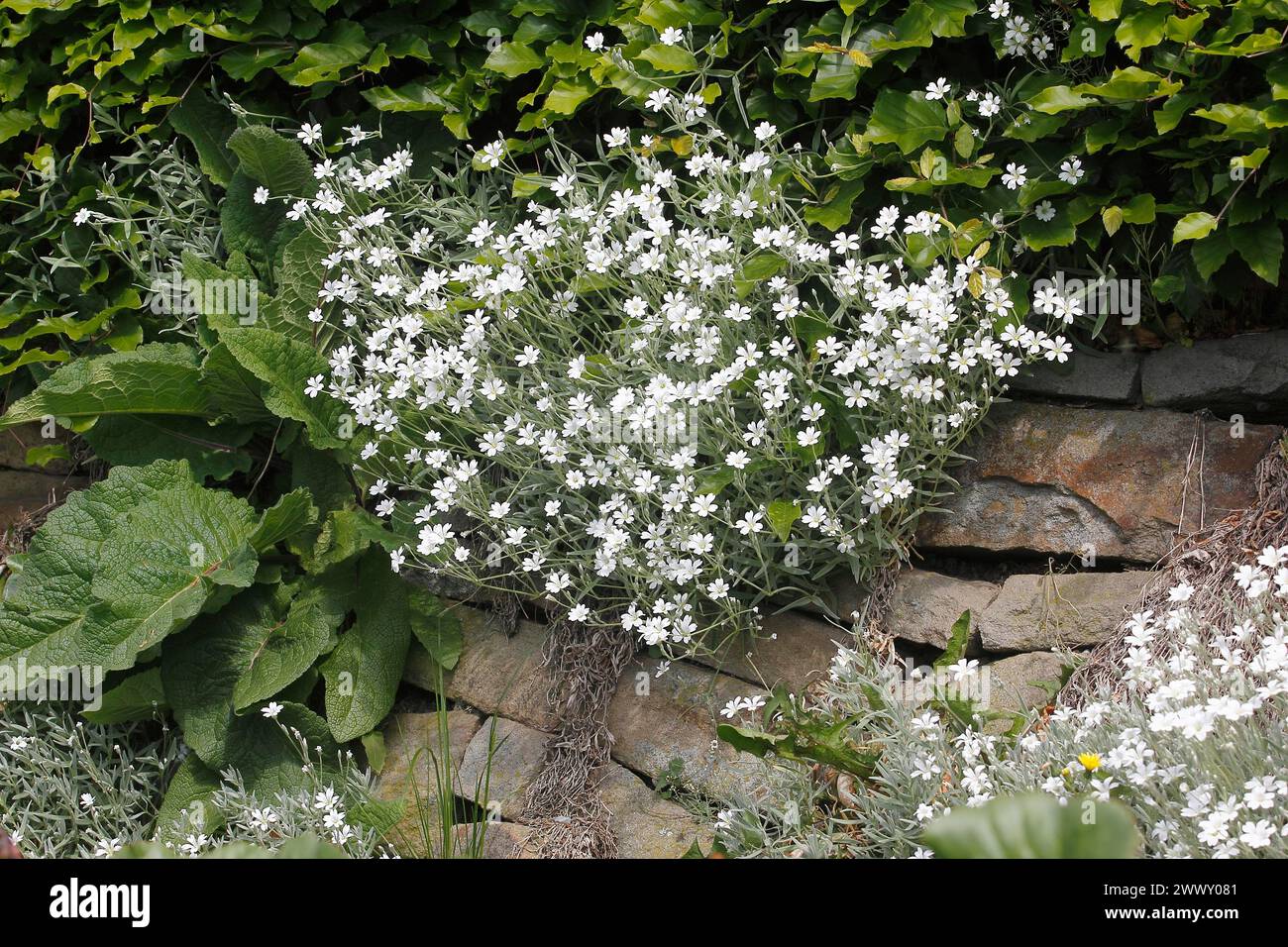 Field chickweed (Cerastium arvense), in flower, North Rhine-Westphalia, Germany Stock Photo