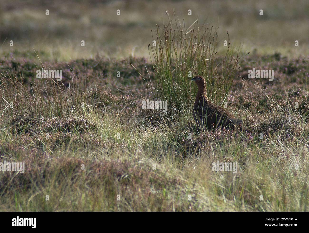 Male Red Grouse among heather and grass highlighted by the sun and looking into the image from the right Stock Photo