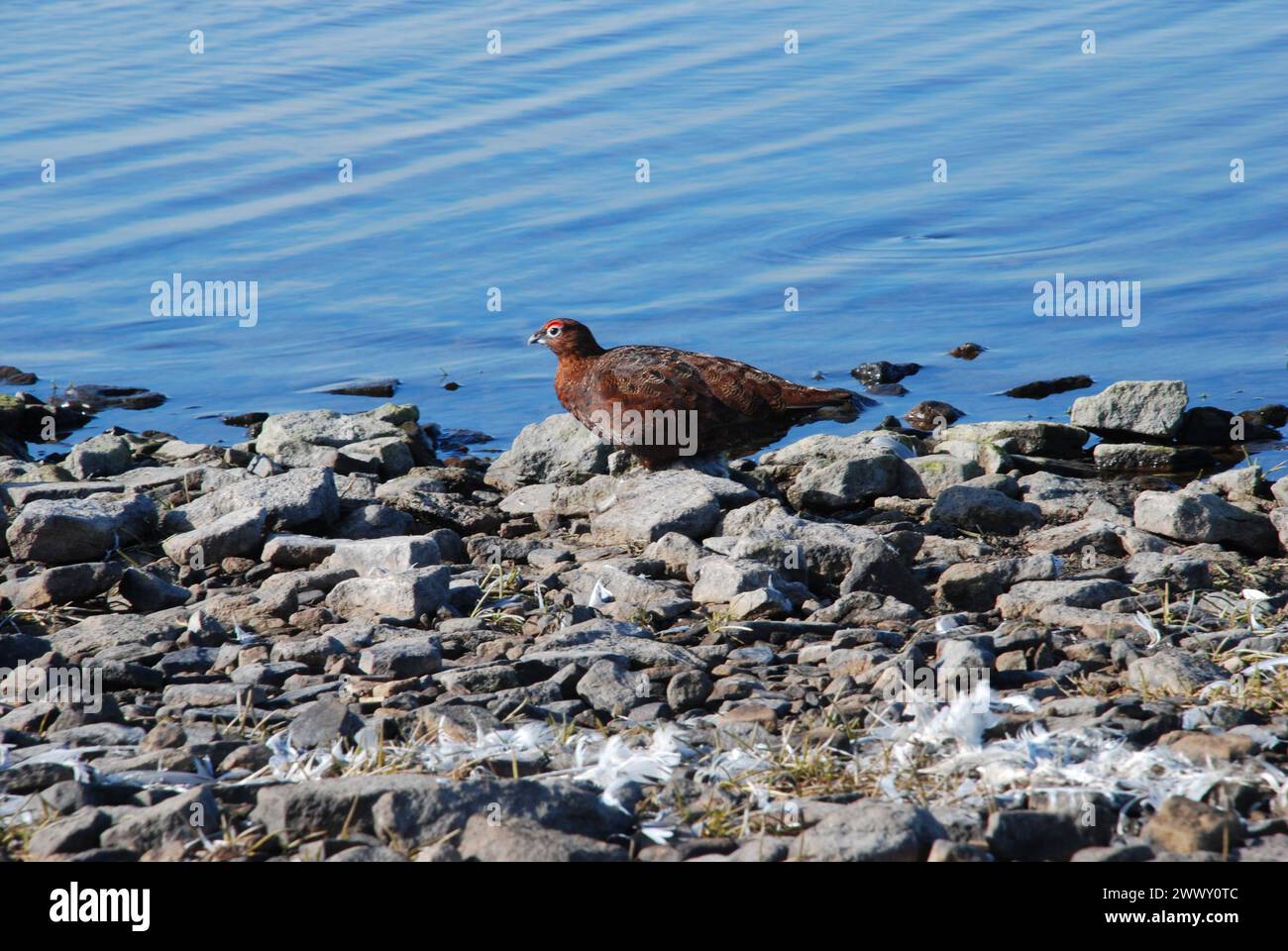 Male Red Grouse sitting among stones at waters edge and in full sun Stock Photo