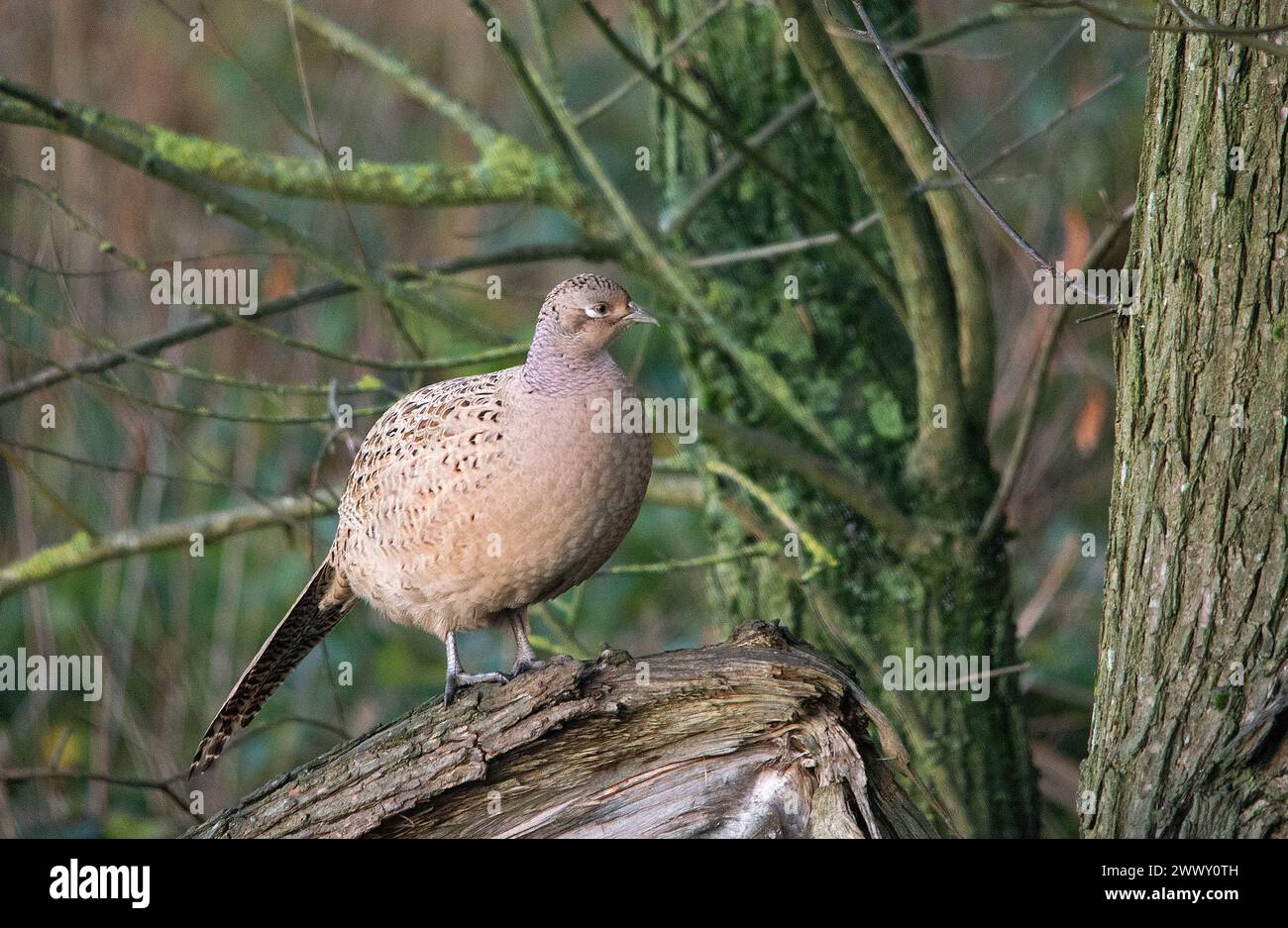 Female Pheasant in close view perched on tree stump and looking to the right in image Stock Photo