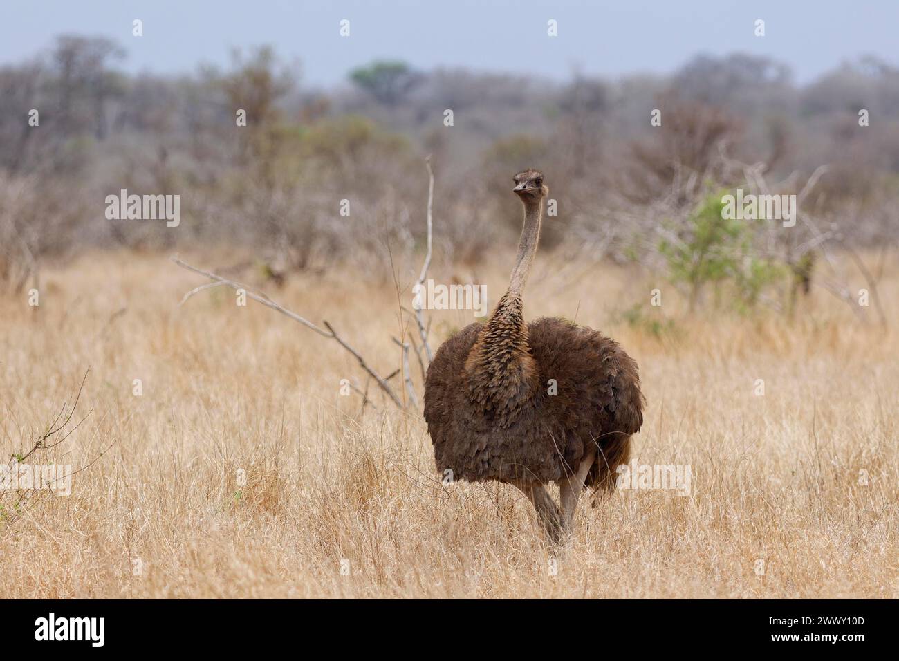 South African ostrich (Struthio camelus australis), adult female walking in dry grassland, facing camera, eye contact, Kruger National Park, South Afr Stock Photo