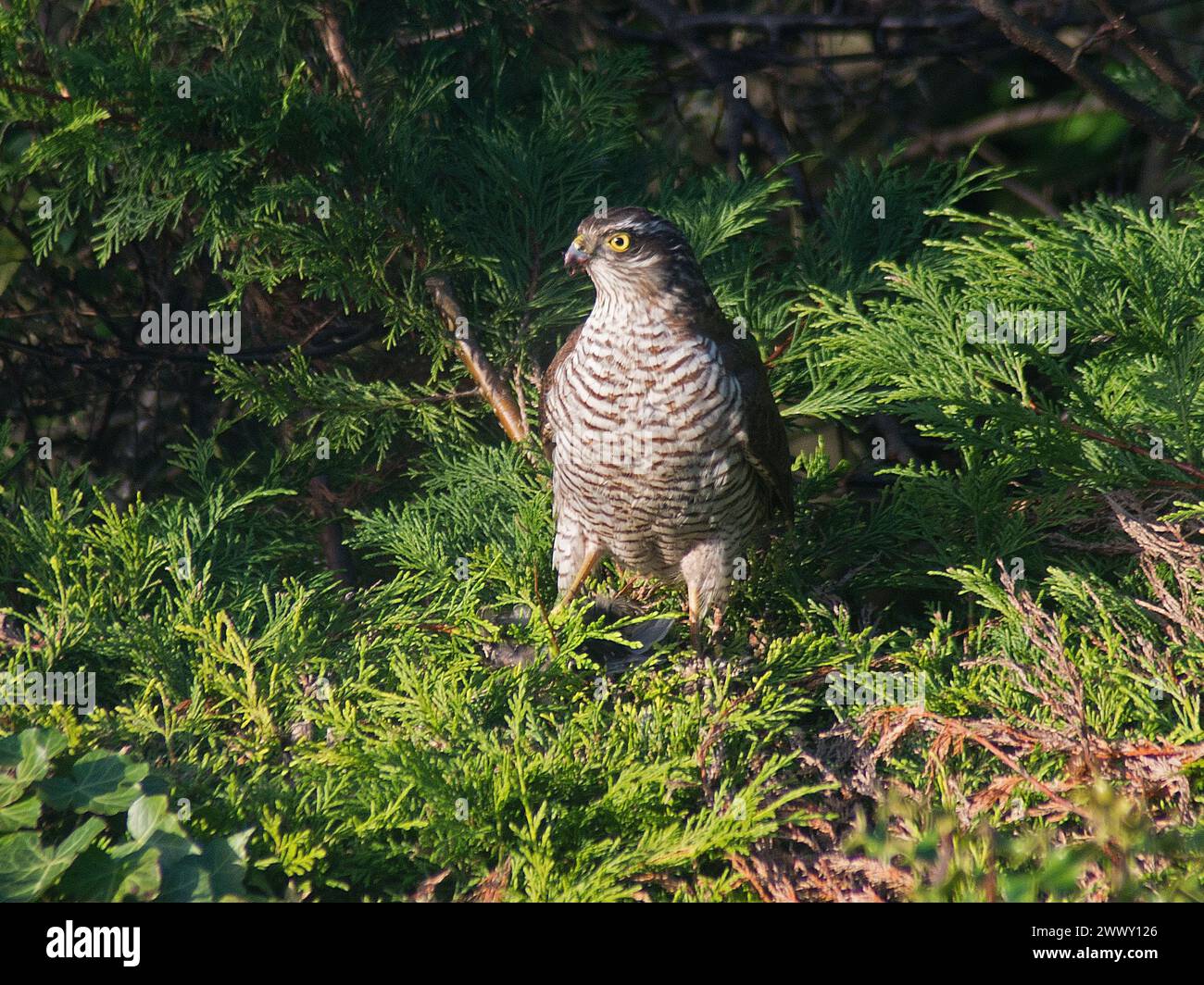 Sparrowhawk in close view holding kill looking to the left, plumage clearly seen and with blood on bill, with background of conifer foliage Stock Photo