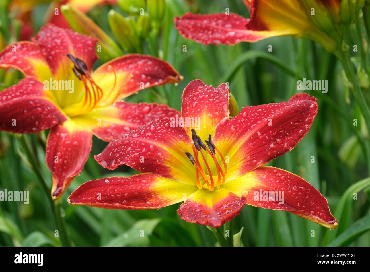Hemerocallis All American Chief, daylily All American Chief, large, red