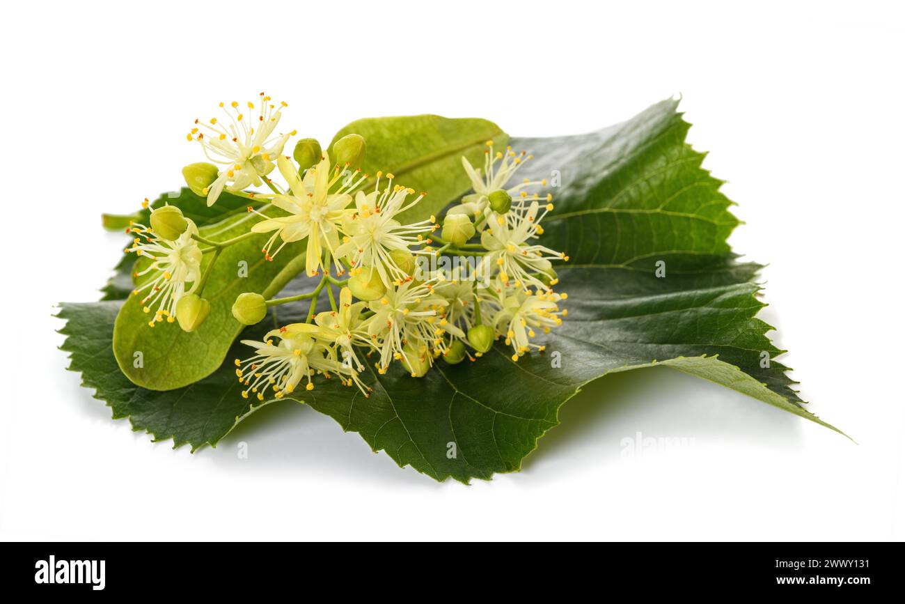 linden leaf with  flowers  isolated on white background Stock Photo