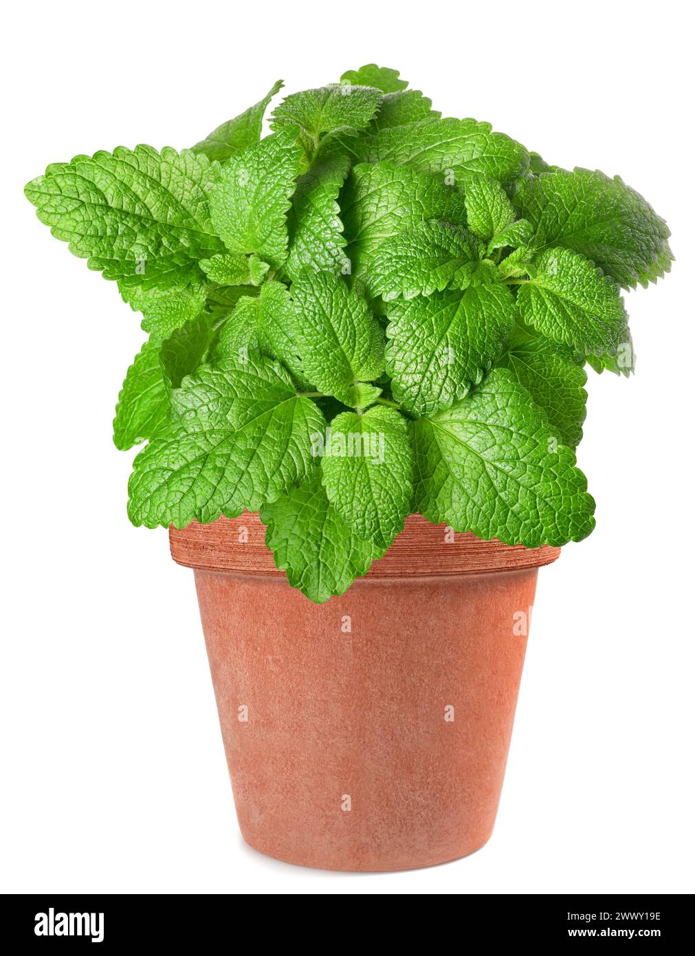 Lemon balm plant in vase  isolated on white background Stock Photo